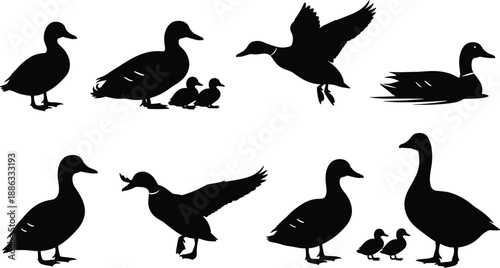 Black duck silhouette collection showing flying, swimming and standing waterfowl with ducklings isolated on white background vector illustration set