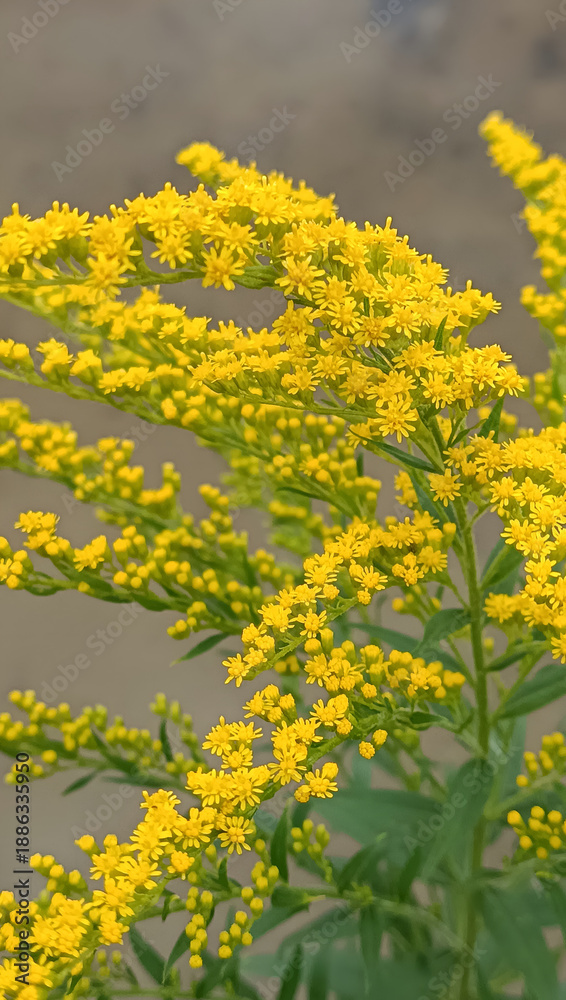 Fototapeta premium Yellow Solidago flowers close up. Blooming goldenrod branch in the garden. Natural floral background, vertical. Solidago canadensis.