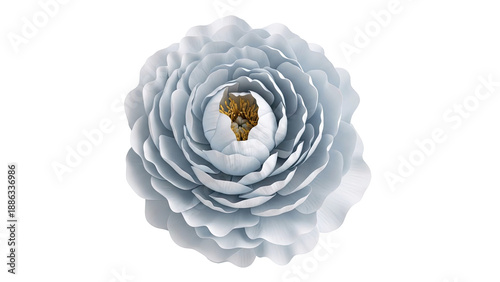 Close-up of a delicate white peony with golden stamen