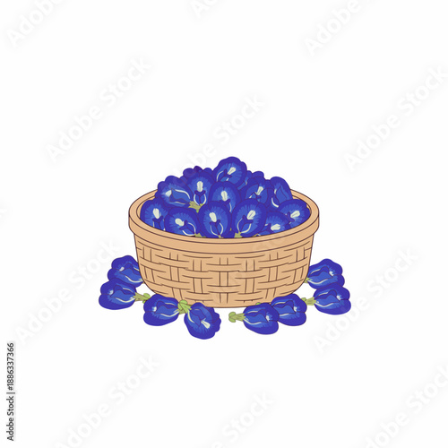 Vector illustration of a basket filled with freshly harvested butterfly pea flowers.
