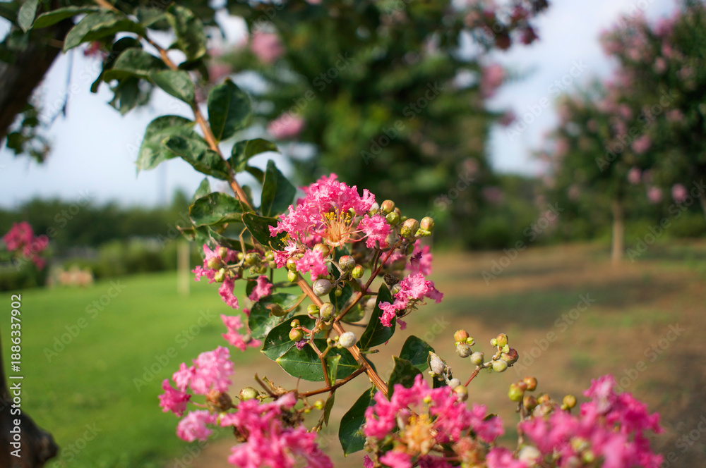 Obraz premium Vivid Pink Crape Myrtle Blossoms in a Summer Park in Japan