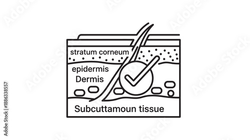 Skin layers diagram showing stratum corneum epidermis dermis and subcutaneous tissue high quality professional detailed modern