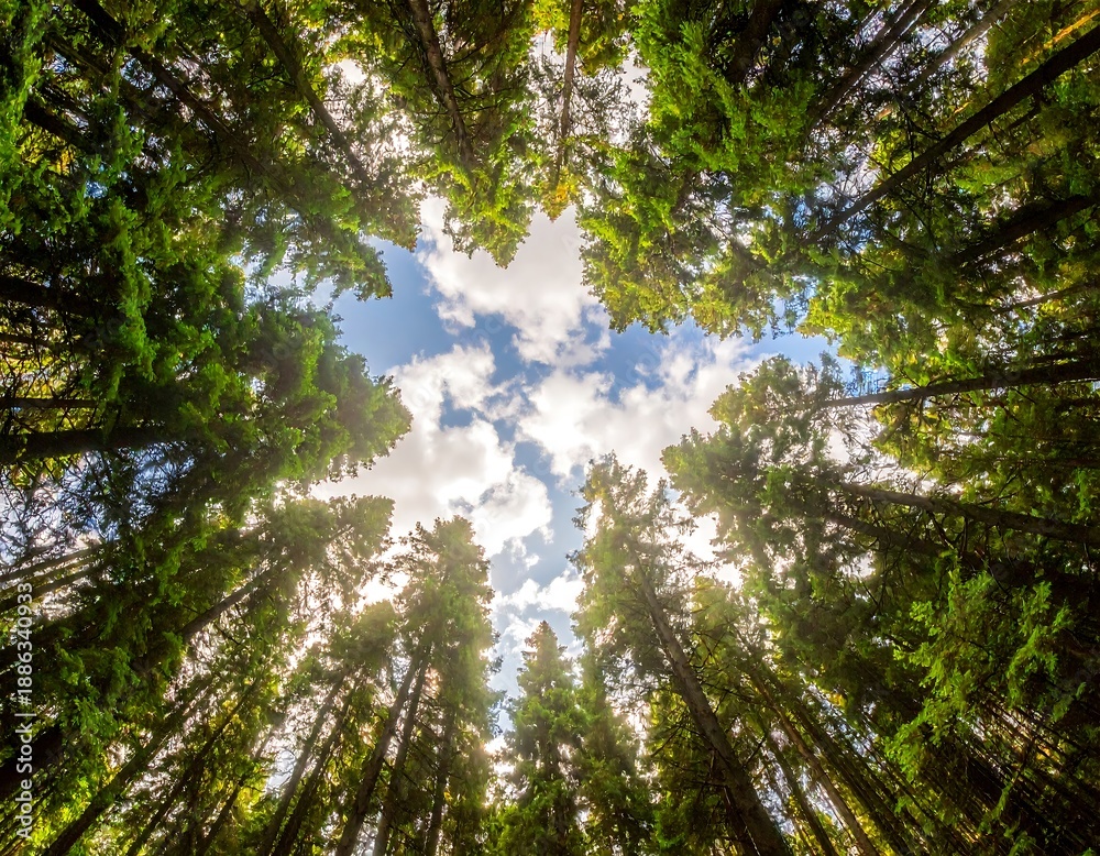 Fototapeta premium Skyward view through tall green trees in a forest, showing a blue sky with fluffy white clouds