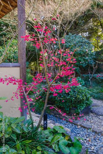 山錦木 山錦木 Images – Browse 11 Stock Photos, Vectors, and Video | Adobe