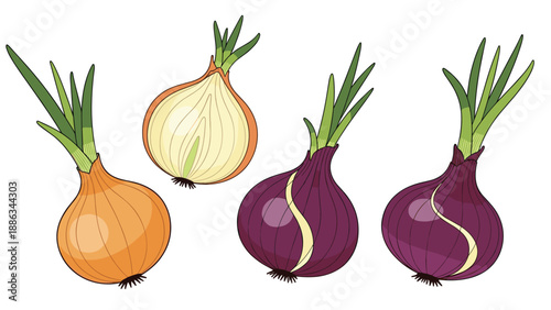 Fresh yellow and red onions are shown whole and halved to reveal their internal layers in a detailed culinary vector illustration.