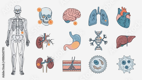 Human Anatomy Medical Organ Illustrations Collection.