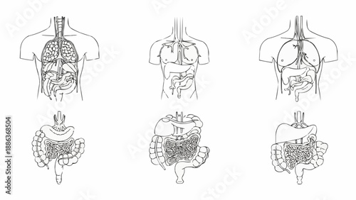 Human Anatomy Illustration of Digestive and Respiratory Systems.