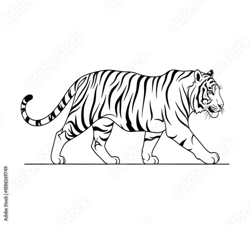 A detailed sketch of a majestic tiger walking with a focused gaze and powerful build