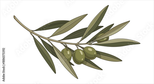 Olive branch with ripe olives and green leaves on a white background