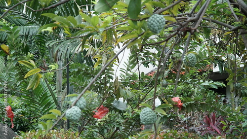 Fotografi Unripe soursop (Annona squamosa) fruit growing on a tree.