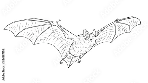 Detailed illustration of a bat with large spread wings flying through the air captured in fine black and white line art for coloring.