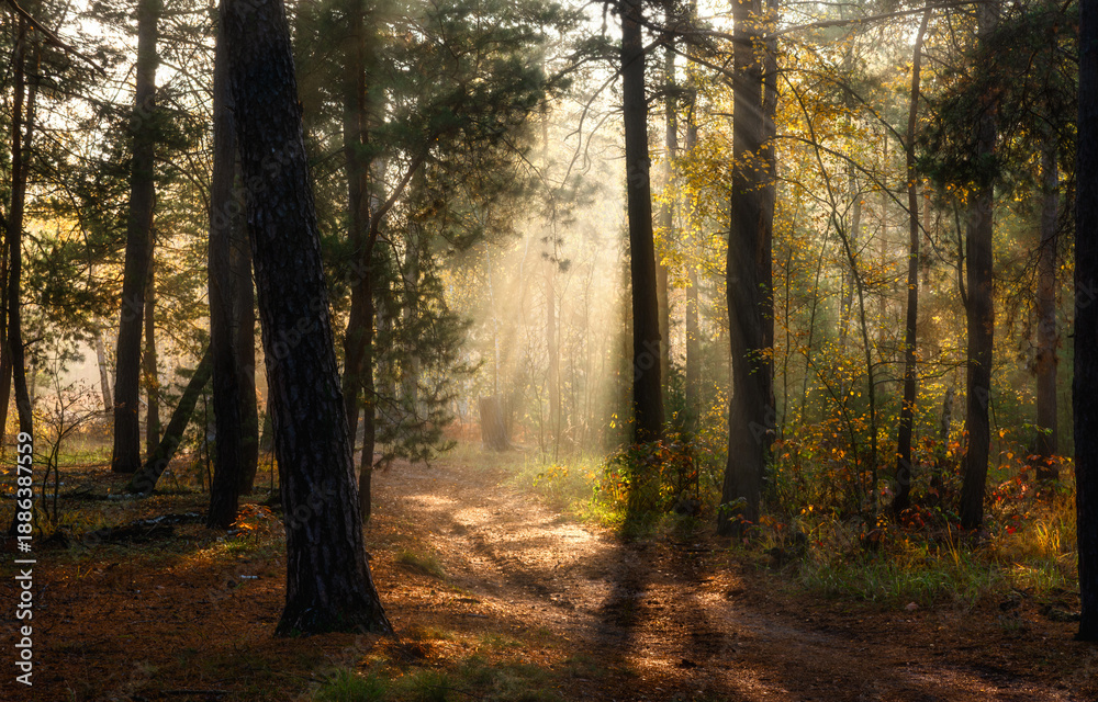 Fototapeta premium A walk in the autumn forest. The sun's rays break through the branches of the trees. The journey. Tourism.
