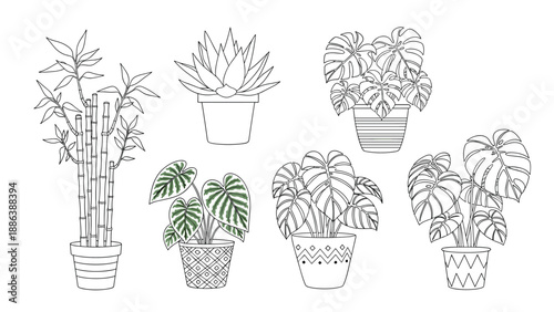 Set of indoor potted plant illustrations including bamboo, aloe vera, and various monstera species in decorative pots.