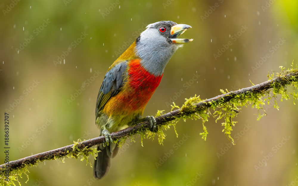 Fototapeta premium Tukanbartvogel (Semnornis ramphastinus)