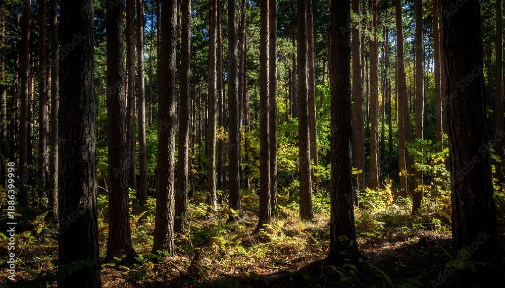 Obraz premium Dense Forest with Tall Trees and Foliage.