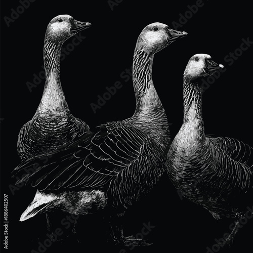 Created on Three detailed sketches of geese in line art style on black and white backgroud