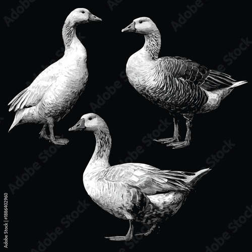 Created on Three detailed sketches of geese in line art style on black and white backgroud