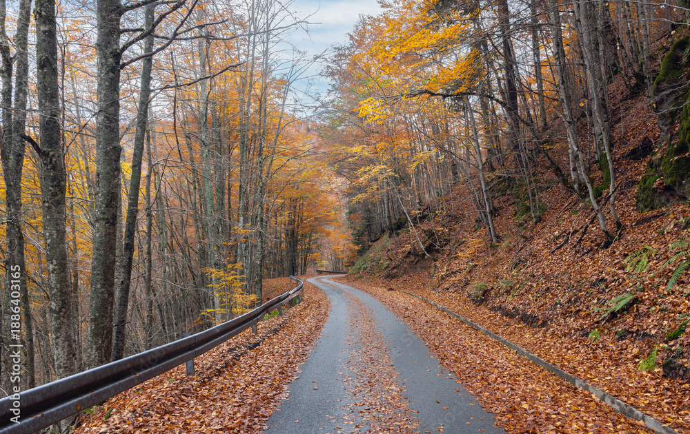 Fototapeta premium beautiful autumn road with yellow and red colors