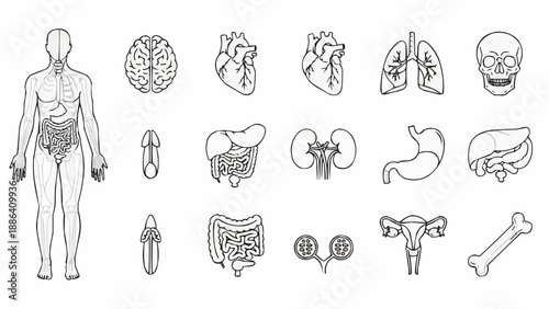 Human Anatomy Medical Organs And Systems Illustration.