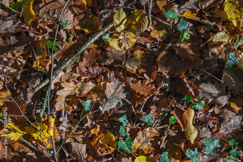 Gros plan sur le sol forestier en automne avec des feuilles mortes brunes, jaunes et vertes, et des brindilles
