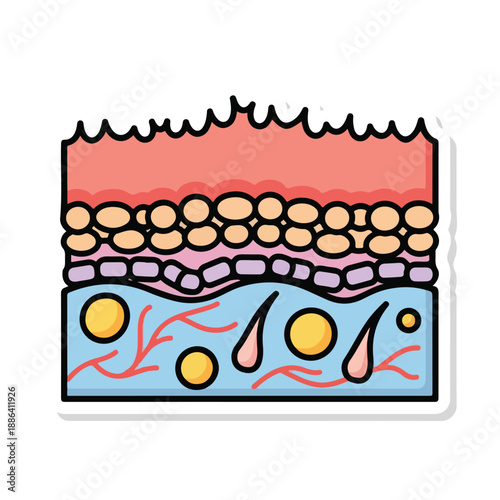 Cross Section of Human Skin Layers Diagram.