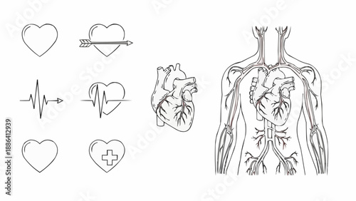 Human Anatomy Heart and Circulatory System Illustration.