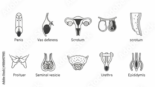 Diagram of male and female reproductive anatomy illustrations.
