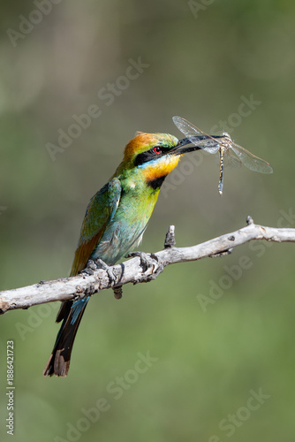 Rainbow Bee-eater with a Dragonfly