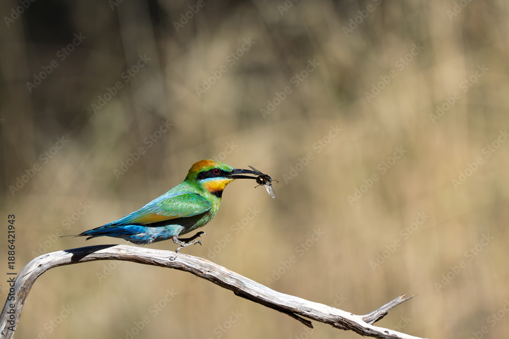 Obraz premium Rainbow Bee-eater with a Blowfly
