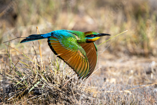 Rainbow Bee-eater Flying From Nest in the Ground