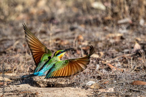 Rainbow Bee Eater Flying From Nest in the Ground