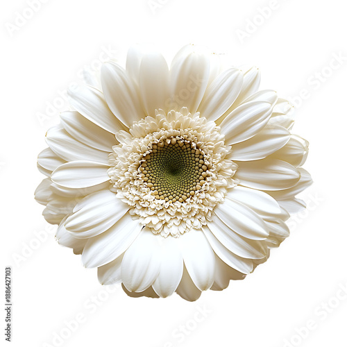 White gerbera, isolated on a transparent background.