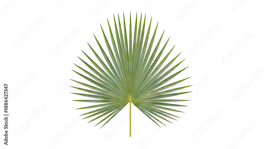 Obraz premium Single Green Palm Leaf on White Background
