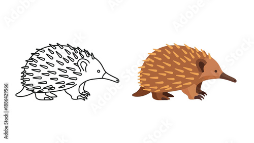Adorable cartoon illustration showcasing the difference between a black and white outline drawing and a fully colored flat design of an echidna animal