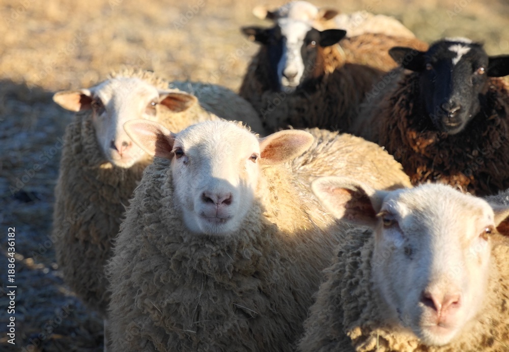 Obraz premium sheep and lambs