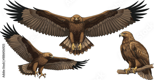 Majestic golden eagle vector set featuring wild bird of prey in flying soaring and perched poses isolated on white background illustration.