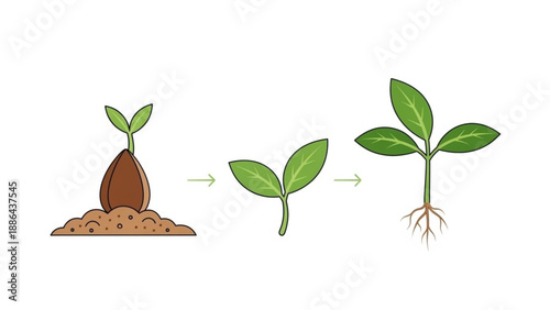 Seed germination and plant growth stages from seed in soil to seedling with roots flat vector illustration for biology and nature concepts
