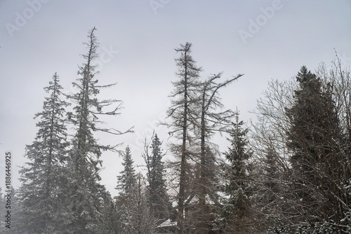 Tall, slender pine trees stand against a pale, overcast winter sky, their branches lightly dusted with fresh snow. The scene captures a quiet, serene moment in a boreal forest.