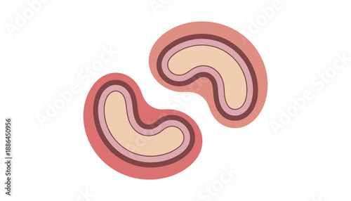 Kidney bean kidney beans legumes pink solid in white background