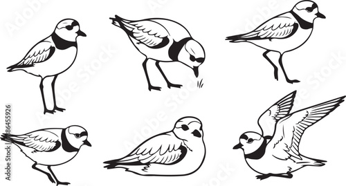 Black and white sketch of plovers illustrating various actions and behaviors in a collection