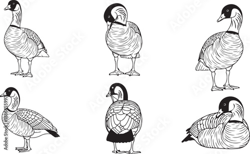 Six detailed ink drawings depicting the different postures of a single goose