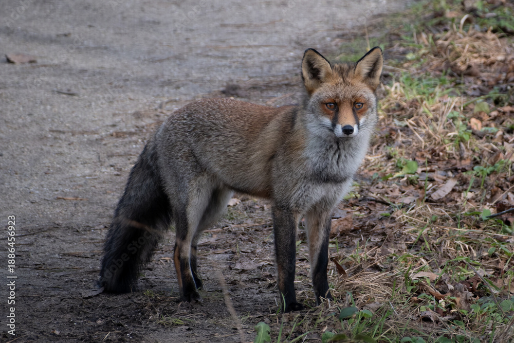 Obraz premium Foxes moving through the dunes, alert and restless as the mating season takes hold.