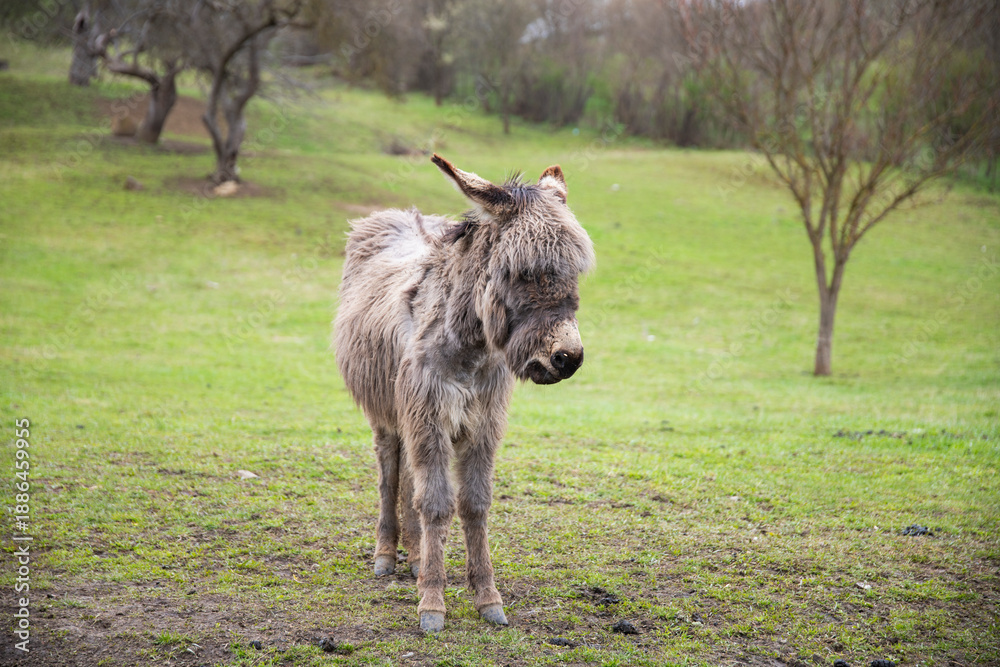Obraz premium Donkey in country yard.