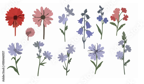 Botanical hand drawn wild flower vector set with gerbera bluebell and chicory