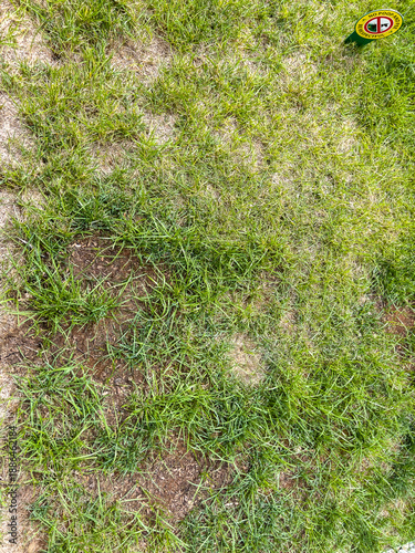 Photography Residential lawn with patchy grass and soil gaps