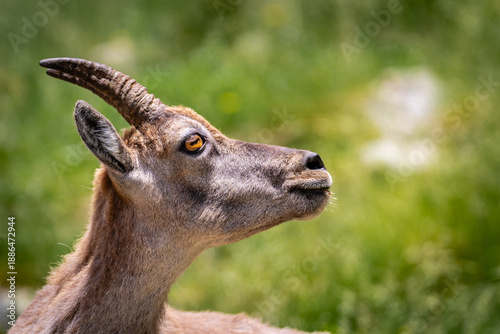 Alert female Alpine Ibex (Capra ibex) looking up in the Gordolasque Valley, Mercantour.