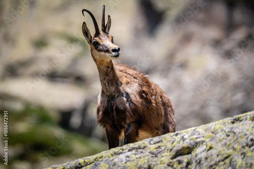 Wild chamois in its natural habitat in the Gordolasque Valley, Southern France.