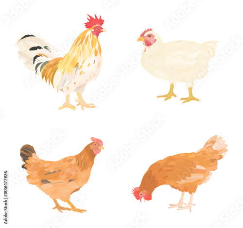 Cute cartoon farm birds collection. Vector illustrations of chicken, hen and rooster isolated on white background. Set of poultry clip.