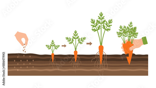 Carrot Growth Stages from Seed to Harvest.