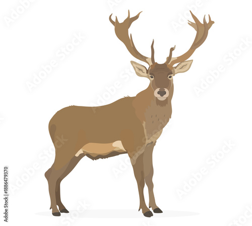 Vector hand draw illustration of cartoon Deer, cute wild forest animal isolated on white background.